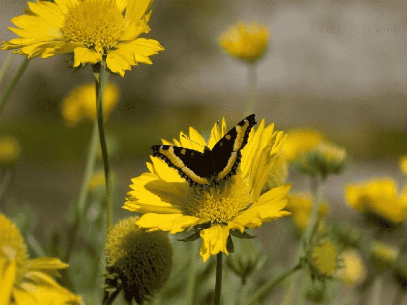 山大试管定方案，襄阳试管交流群